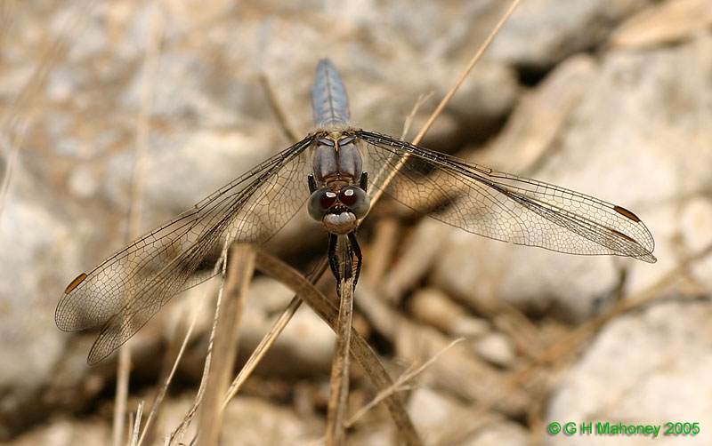 Orthetrum brunneum