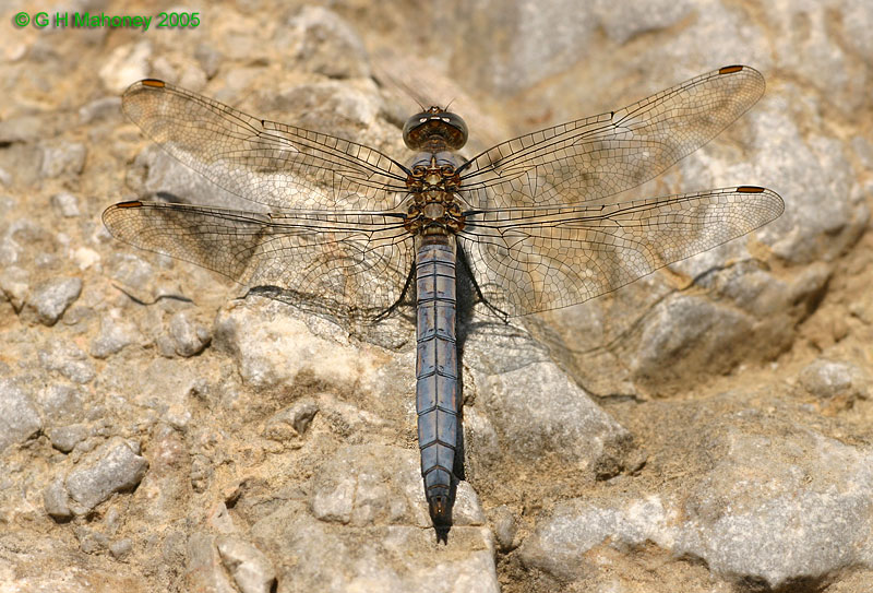 Orthetrum brunneum