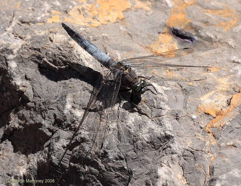 O. cancellatum