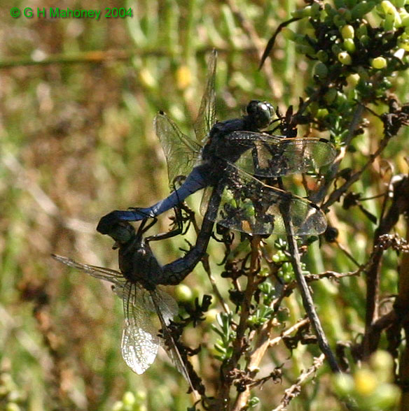 O. cancellatum