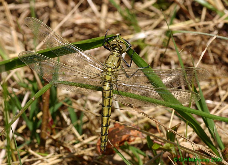 Orthetrum cancellatum