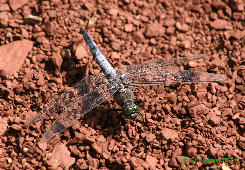 O. cancellatum