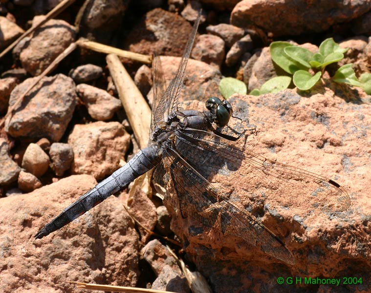 O. cancellatum