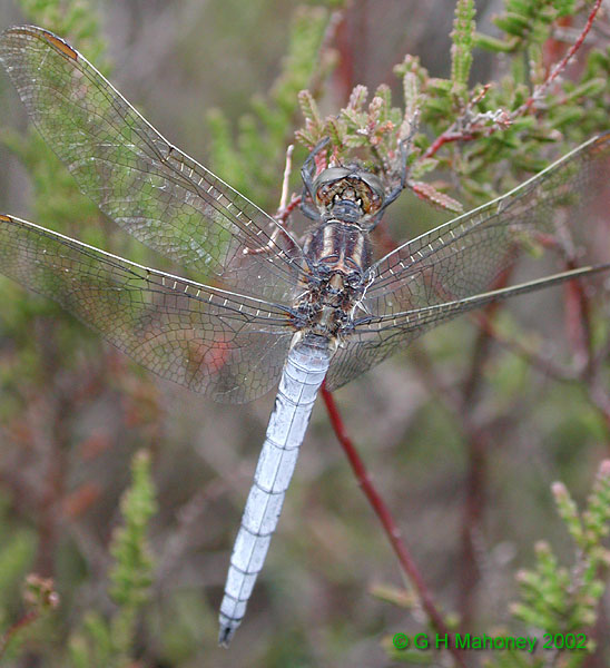 Orthetrum coerulescens