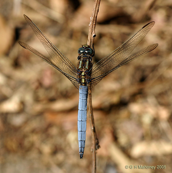 Orthetrum coerulescens