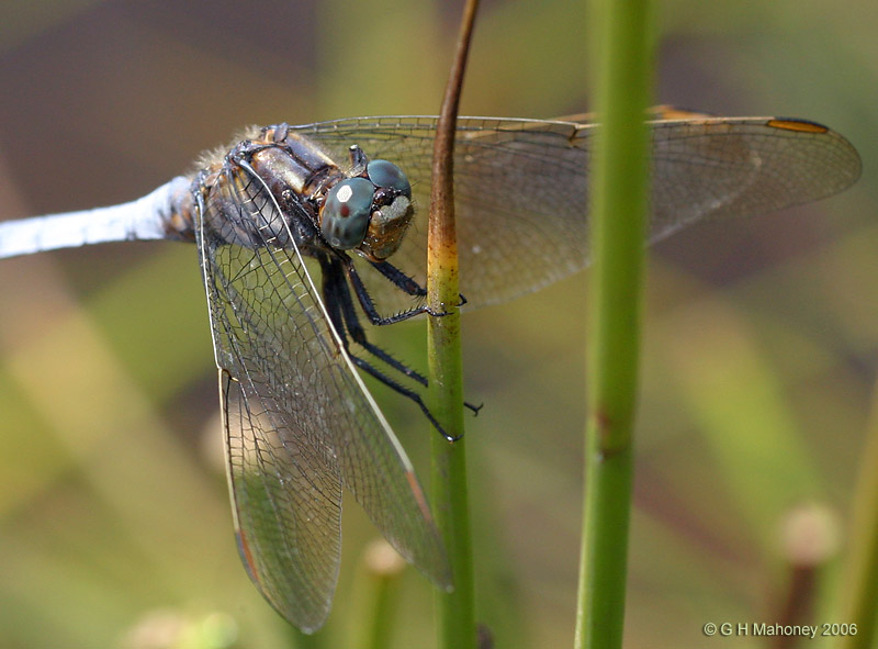 Orthetrum coerulescens