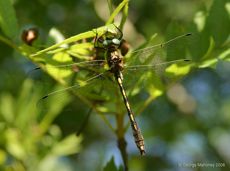 O. curtisii