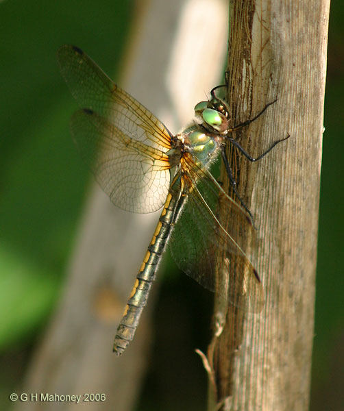 Female at rest