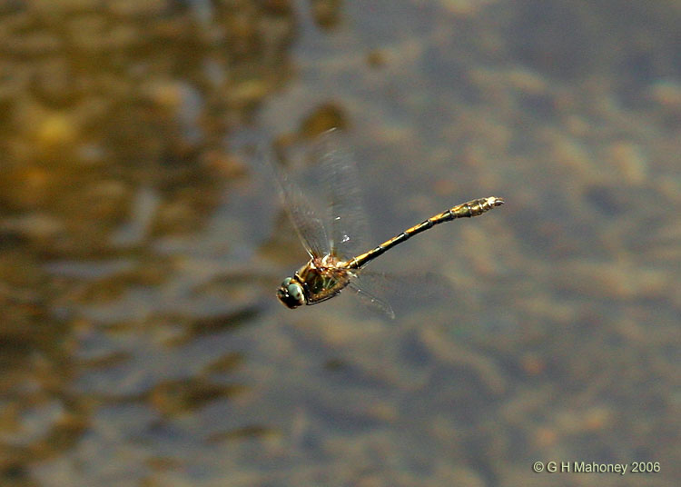 Male O. curtisii in flight