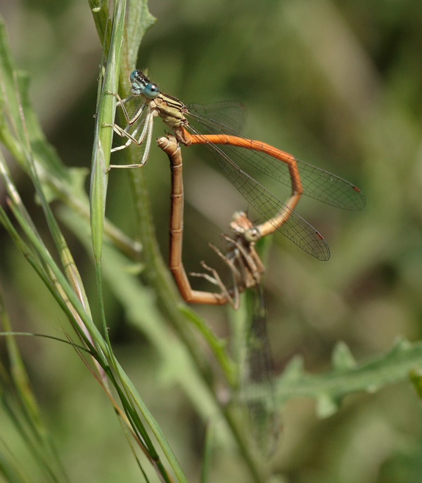 Pair in wheel