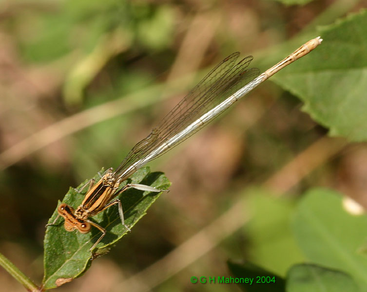 P. acutipennis