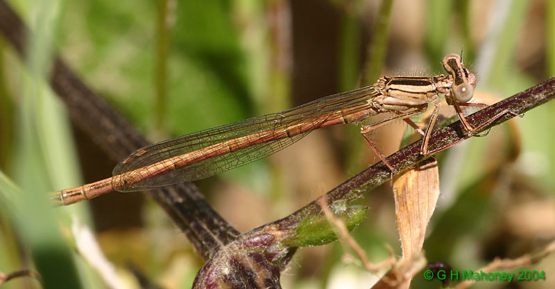 P. acutipennis