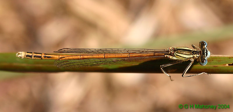 P. acutipennis