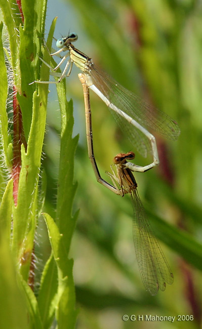 Pair in wheel