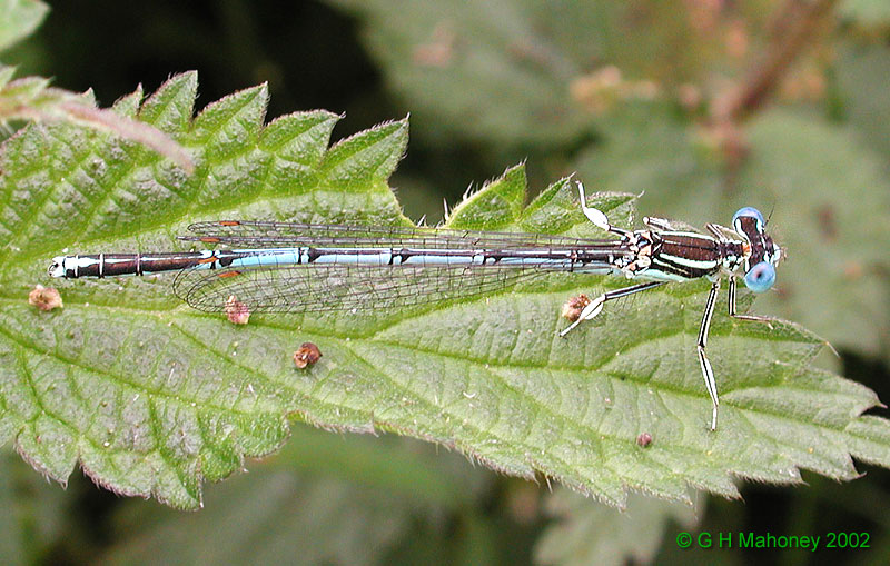 Platycnemis pennipes