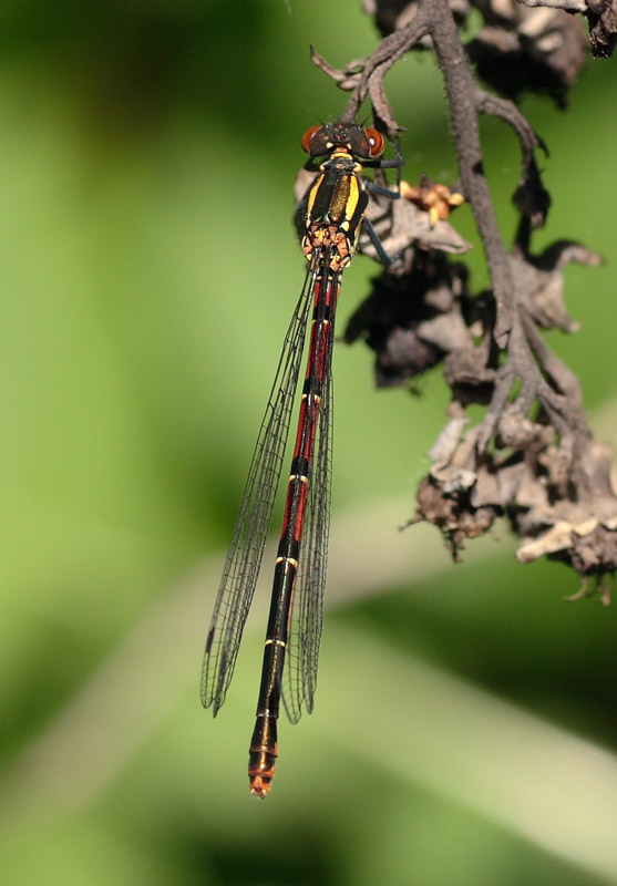 P. nymphula female