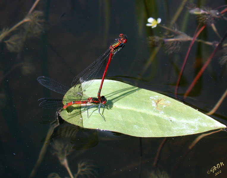 Pyrrhosoma nymphula