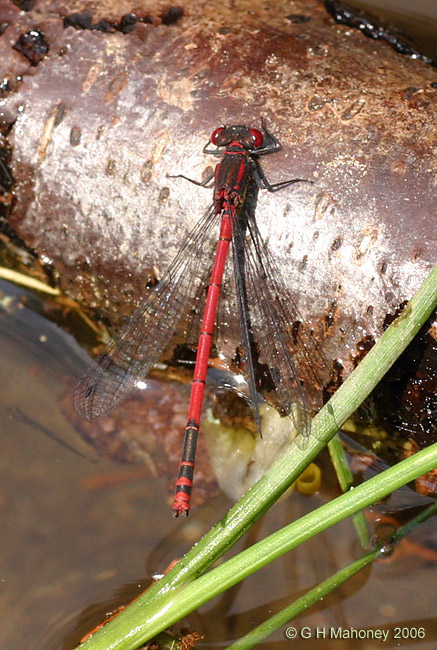 Pyrrhosoma nymphula