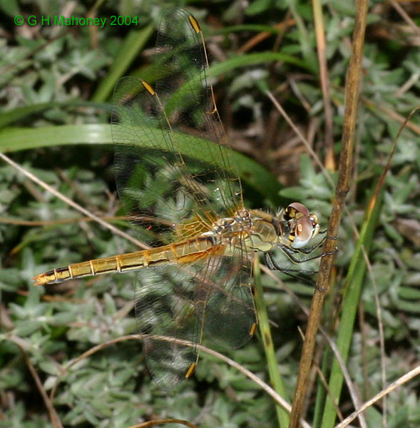 S. fonscolombei