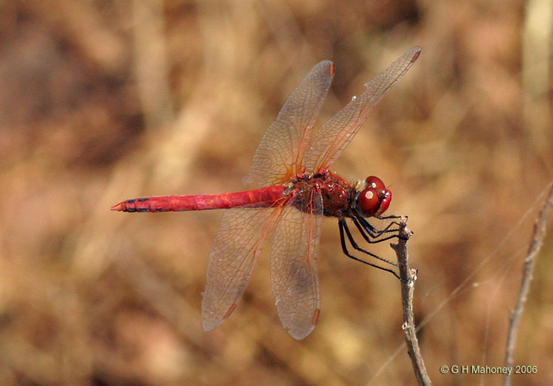 Red-veined Darter