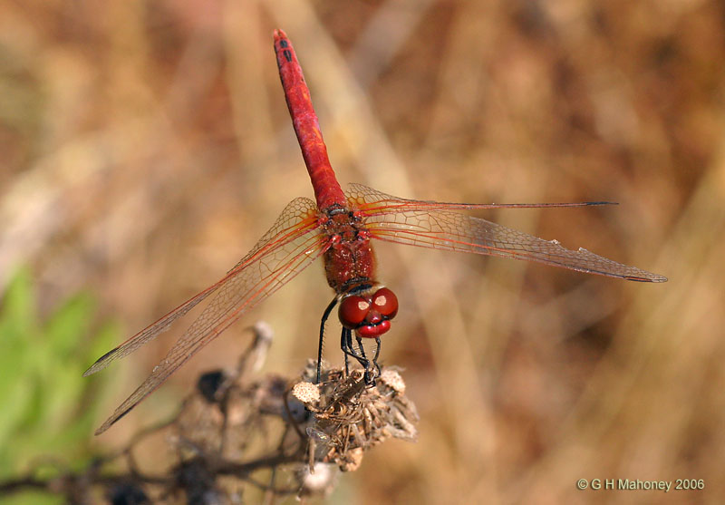 Red-veined Darter