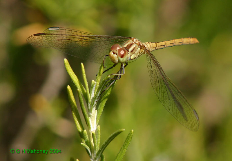 S. striolatum