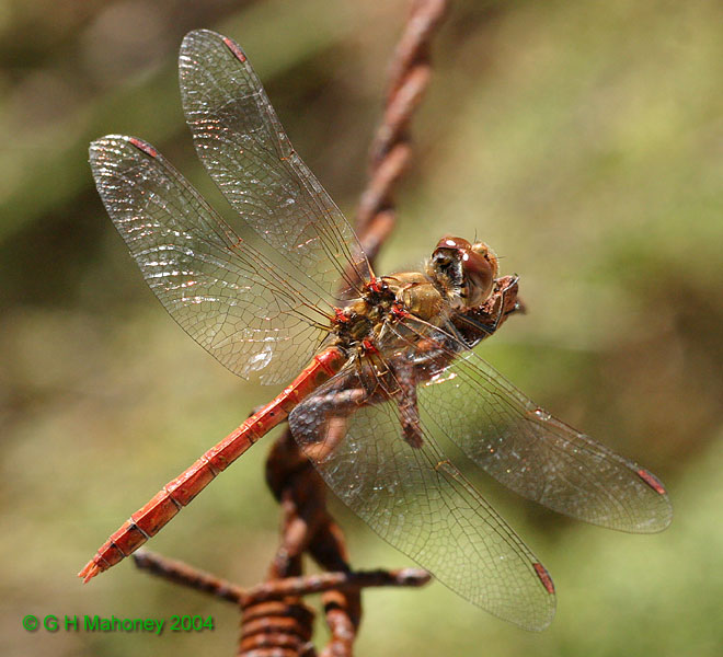 S. striolatum