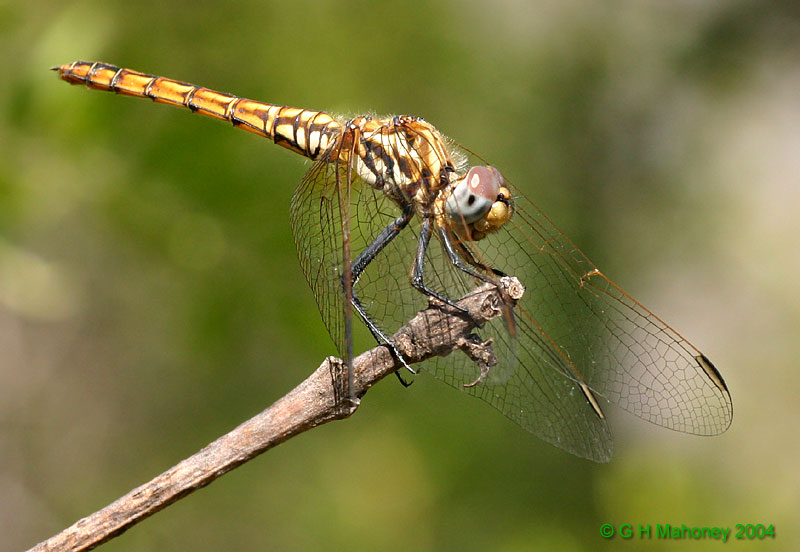 T. annulata