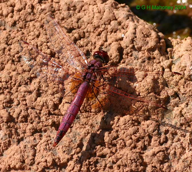 T. annulata