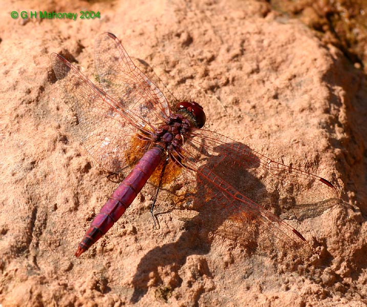 T. annulata