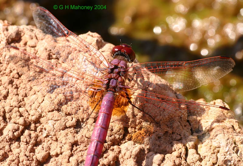 T. annulata