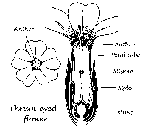 Thrum-eyed cowslip