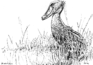 Shoebill picture