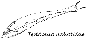 Testacella drawing