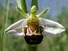 Insects and Flowers