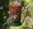  Pair of Blue Tits.