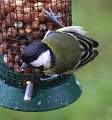  Great Tit 