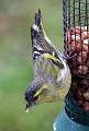  Male Siskin 