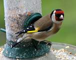  Goldfinch 