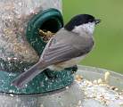  Marsh Tit 