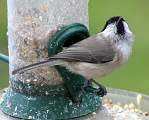  Marsh Tit 