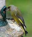  Male Greenfinch 