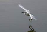  Little Egret 