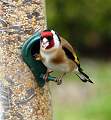  Goldfinch at the bird feeder.