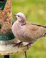  Collared Dove 