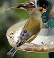  Greenfinch 