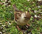  "What are you looking at?" Hedge Sparrow on our lawn.