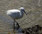  Little Egret 