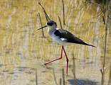  Black-winged Stilt 