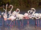  Thirteen Flamingoes, the Camargue